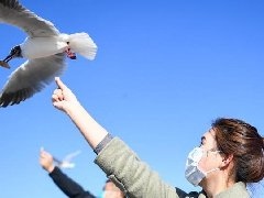 烏海湖迎來(lái)大批紅嘴鷗