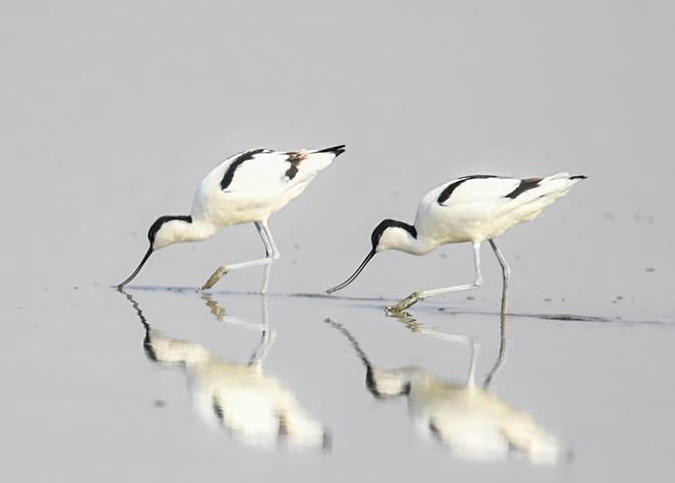 內蒙古：濕地迎來大批候鳥