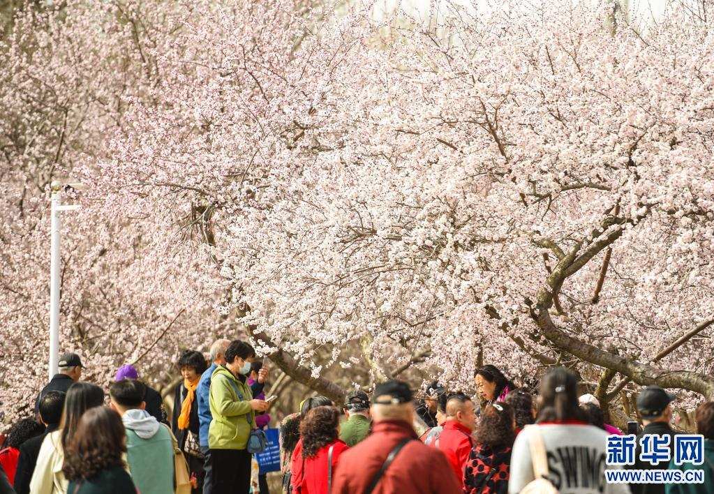 青城桃花始盛開