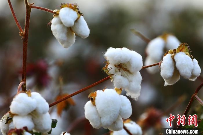 朵朵棉花吐絮盛開?！⑵G敏 攝