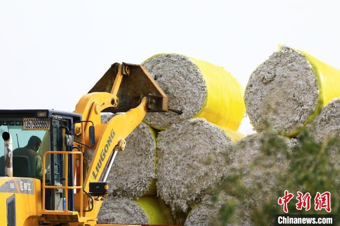 叉車將采棉機吐出的“金蛋蛋”裝車?！「唠p強 攝