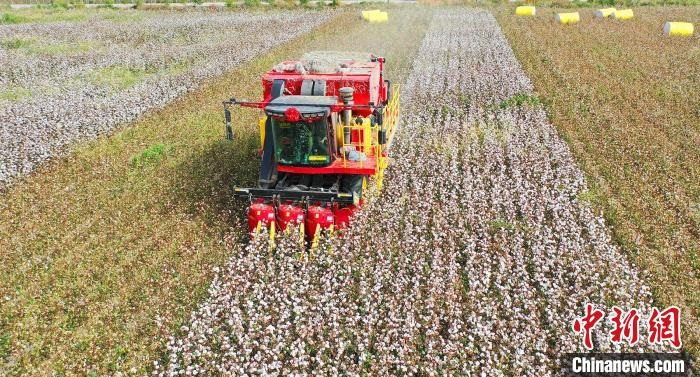 采棉機正在采收棉花，猶如在五線譜上跳動的音符，正在演奏豐收的樂章?！∷谓?攝