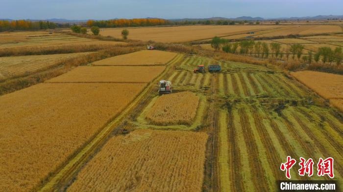 圖為科右中旗杜爾基鎮(zhèn)雙金嘎查的萬畝水稻田進入集中收割期?！≮w殿威 攝