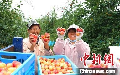 圖為興安盟沙果迎豐收?！】朴仪捌煳麄鞑抗﹫D