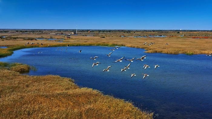 △黃河三角洲擁有天然蘆葦270平方公里，是東北亞內(nèi)陸和環(huán)西太平洋鳥(niǎo)類(lèi)遷徙重要的“中轉(zhuǎn)站”、越冬地和繁殖地。(總臺(tái)央視記者李煒、程鋮拍攝)