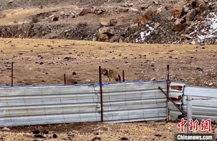 圖為闖入村民家中的野狼?！∨d海縣公安局溫泉派出所供圖