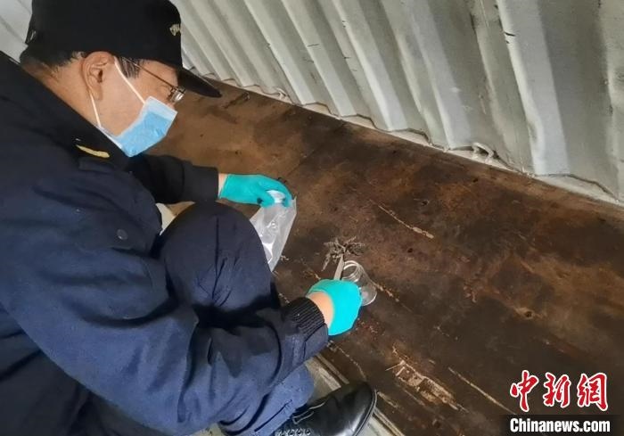 張家港海關(guān)工作人員截獲捕鳥蛛?！⊥踅〕?攝