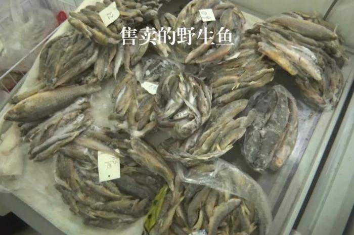 2021年12月6日，督察組現(xiàn)場隨機抽查發(fā)現(xiàn)，保護區(qū)附近餐館仍然存在非法經(jīng)營野生河魚的問題