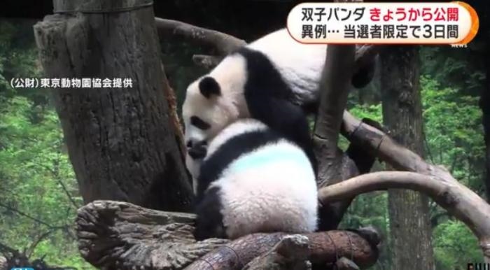 12日，日本東京上野動物園的旅日雙胞胎熊貓開始同游客見面。(圖片來源：日本富士電視臺視頻截圖)