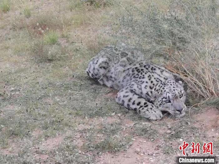 圖為在四子王旗發(fā)現(xiàn)的雪豹(資料圖)?！∷淖油跗炀焦﹫D