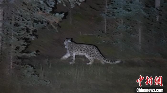 圖為被放歸自然的雪豹(資料圖)?！?nèi)蒙古林草局供圖。