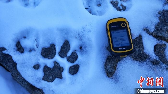圖為疑似放歸雪豹的足跡(資料圖)?！?nèi)蒙古賀蘭山國家級自然保護(hù)區(qū)供圖