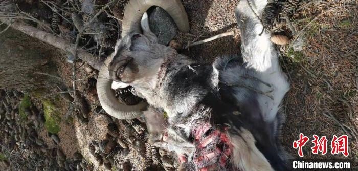 圖為疑似雪豹捕食巖羊的殘骸(資料圖)?！?nèi)蒙古賀蘭山國家級自然保護(hù)區(qū)供圖