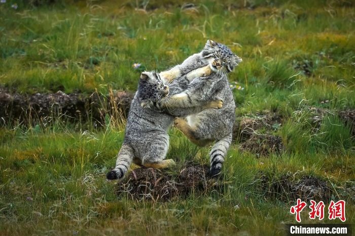 圖為作品《難分伯仲》?！〗股?攝