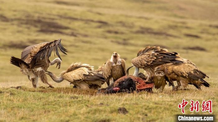圖為作品《聚會(huì)》?！℃夭疾夭爬?攝