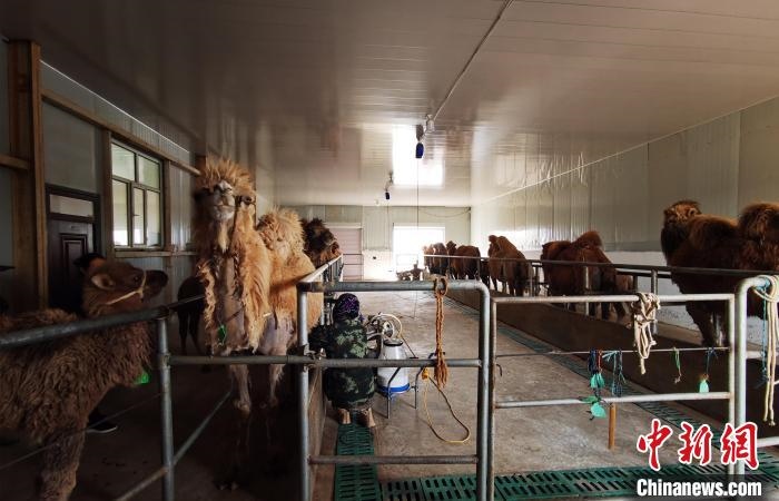 圖為共人正在給駱駝擠奶。　王長(zhǎng)梅 攝