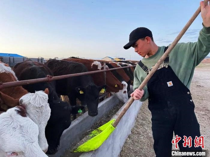 圖為敖木希勒在喂牛?！“侥鞠＠展﹫D