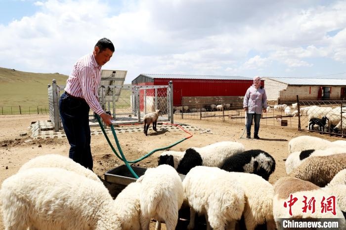 圖為圖門達(dá)來(lái)在喂羊?！埵鹧?攝