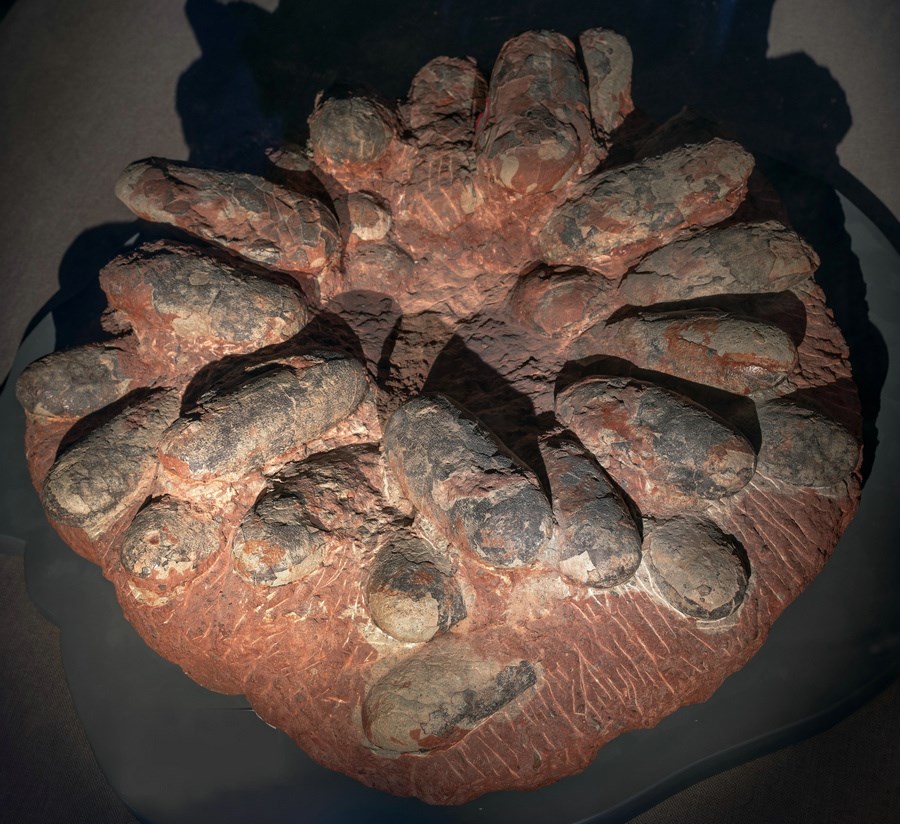 1621331424393137.jpg 恐龍蛋.jpg