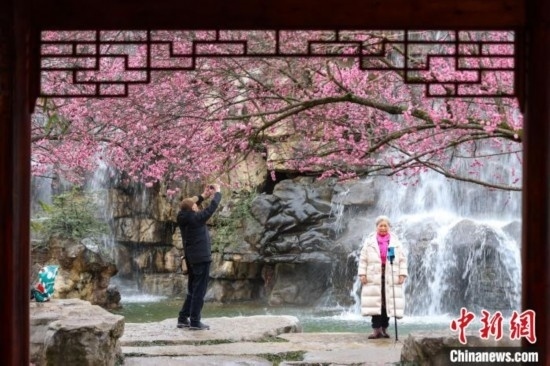 2月23日，市民在乾藝梅園景區(qū)觀賞拍攝綻放的梅花。瞿宏倫 攝