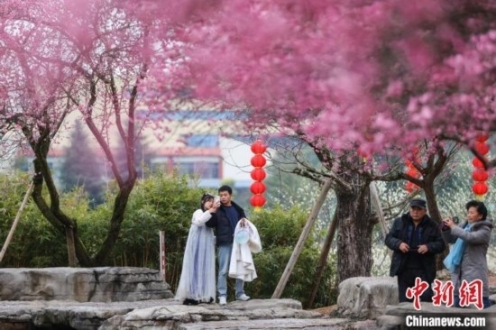 2月23日，市民在乾藝梅園景區(qū)觀賞綻放的梅花。瞿宏倫 攝
