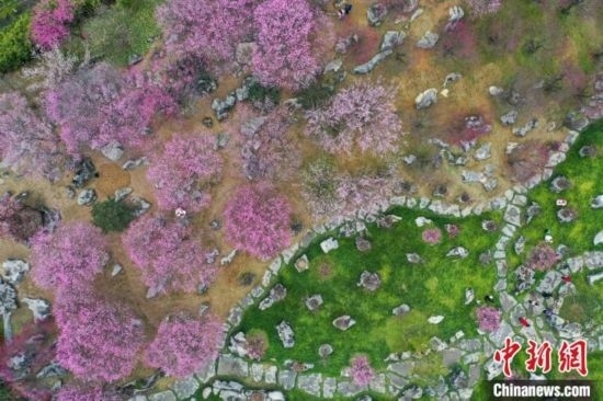 2月23日，航拍乾藝梅園景區(qū)綻放的梅花。瞿宏倫 攝