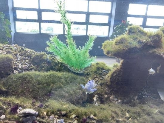 圖為寶鋼湛江鋼鐵水控中心，觀賞海魚在鋼渣漁礁里游動