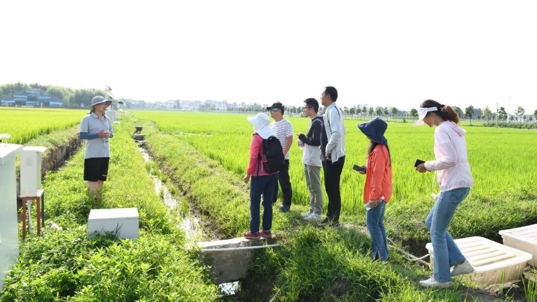 △云南大理古生村科技小院成員在田間調(diào)查。