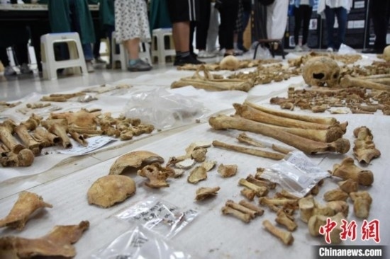 圖為已清理完畢的骨骼標(biāo)本。王宇 攝