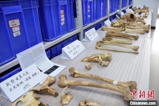 圖為已清理完畢的骨骼標(biāo)本。王宇 攝