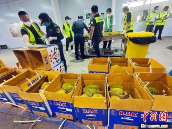 圖為海關(guān)關(guān)員對(duì)進(jìn)口榴蓮進(jìn)行查驗(yàn)。黃艷梅 攝