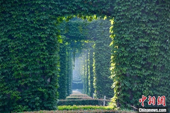 成都二環(huán)高架橋墩被植被爬滿，形成“綠野仙蹤”景觀?！埨?攝