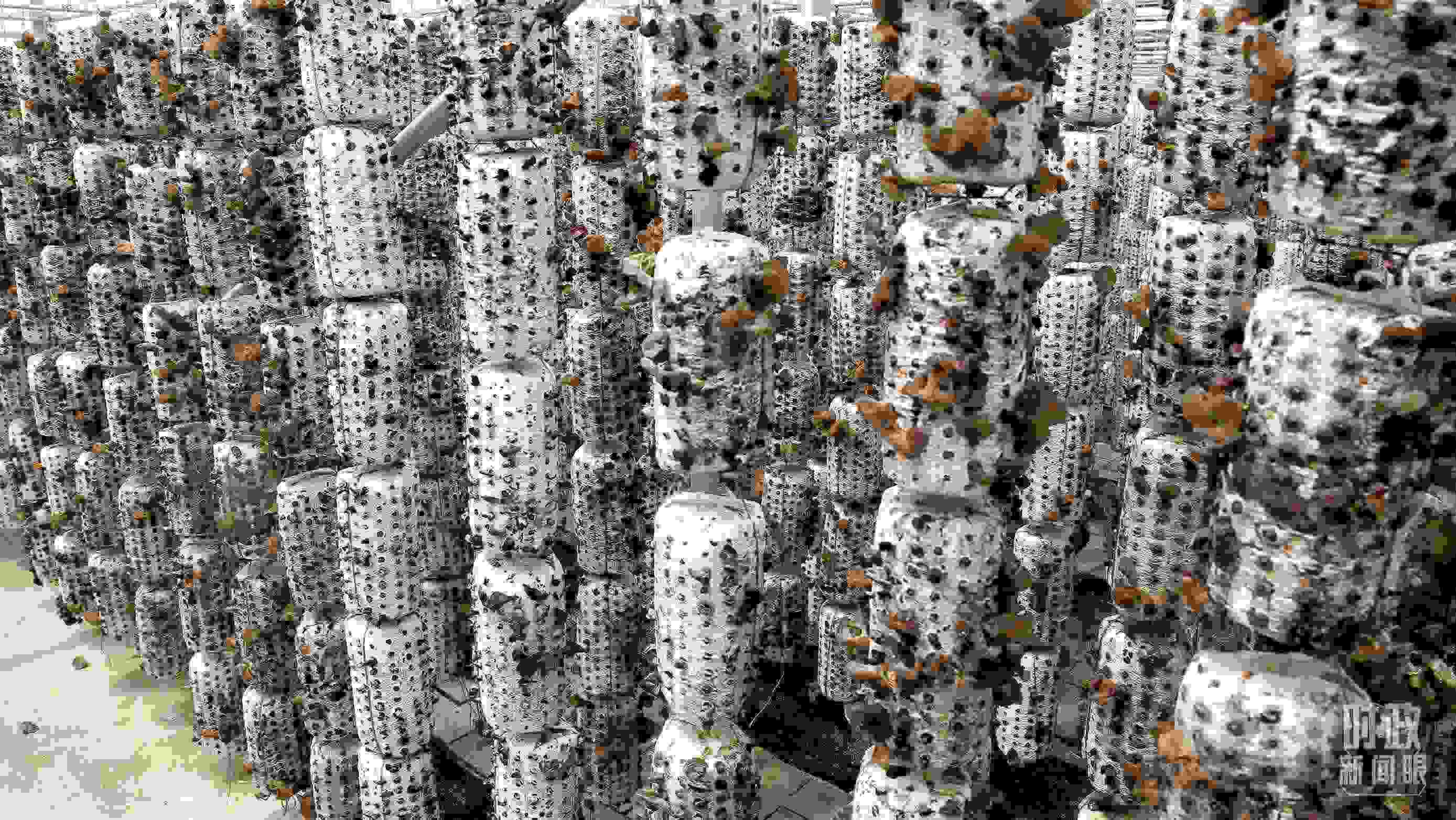 △金米村的小木耳、大產(chǎn)業(yè)。（圖／視覺中國）