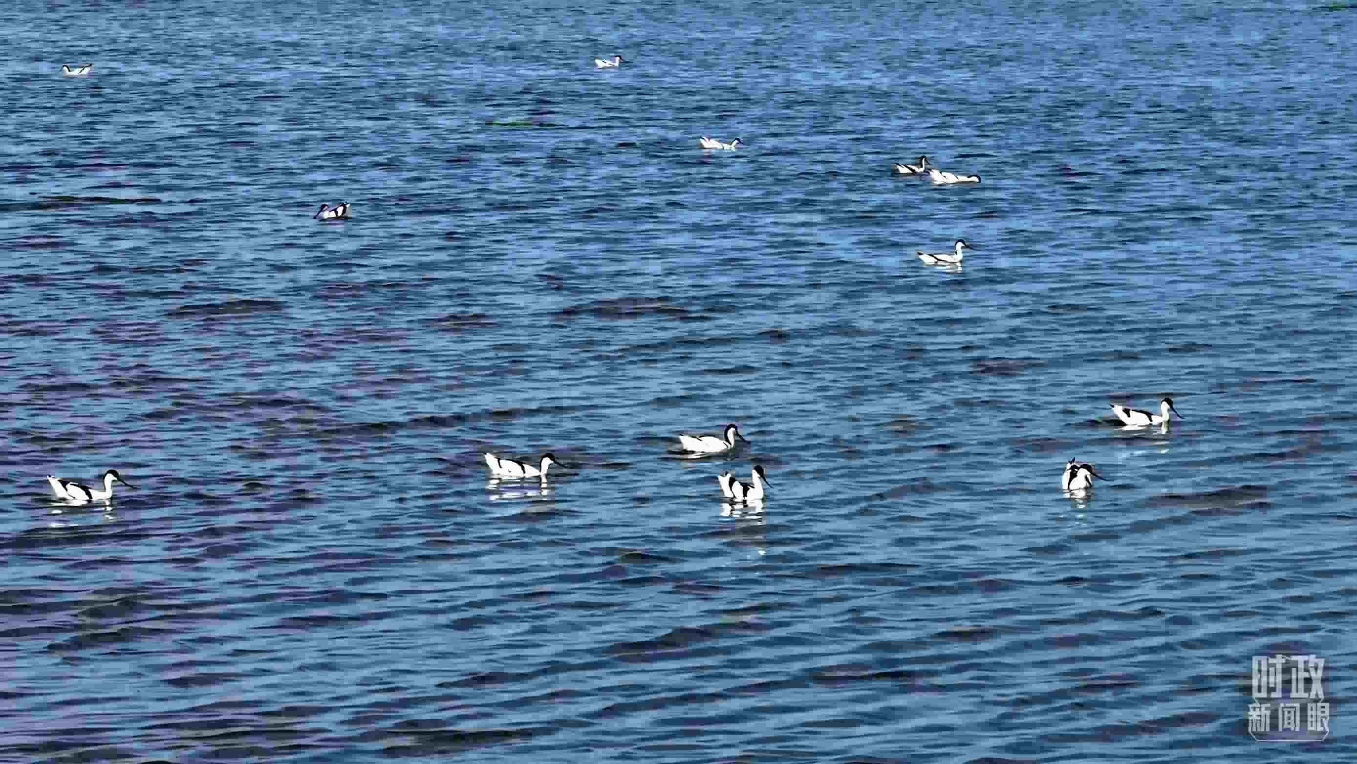 △鹽湖棲息的鳥類。（總臺記者裴大偉、康曉宇拍攝）