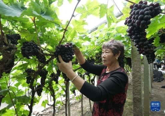 5月26日，唐山市海港經(jīng)濟開發(fā)區(qū)王灘鎮(zhèn)趙灘村農(nóng)民在大棚內采摘葡萄。