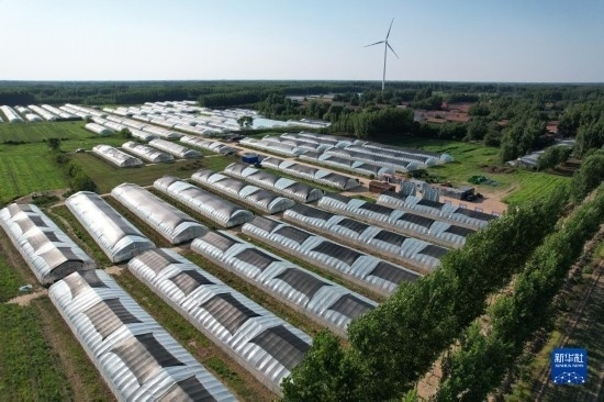 這是6月21日在山東省樂陵市西段鄉(xiāng)岔河村拍攝的東亞飛蝗養(yǎng)殖基地（無人機(jī)照片）。新華社記者 范長國 攝