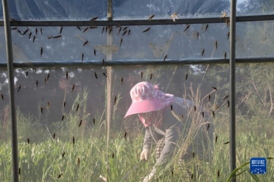 6月21日，山東省樂陵市西段鄉(xiāng)岔河村東亞飛蝗養(yǎng)殖基地的螞蚱養(yǎng)殖戶在割草。新華社記者 范長國 攝