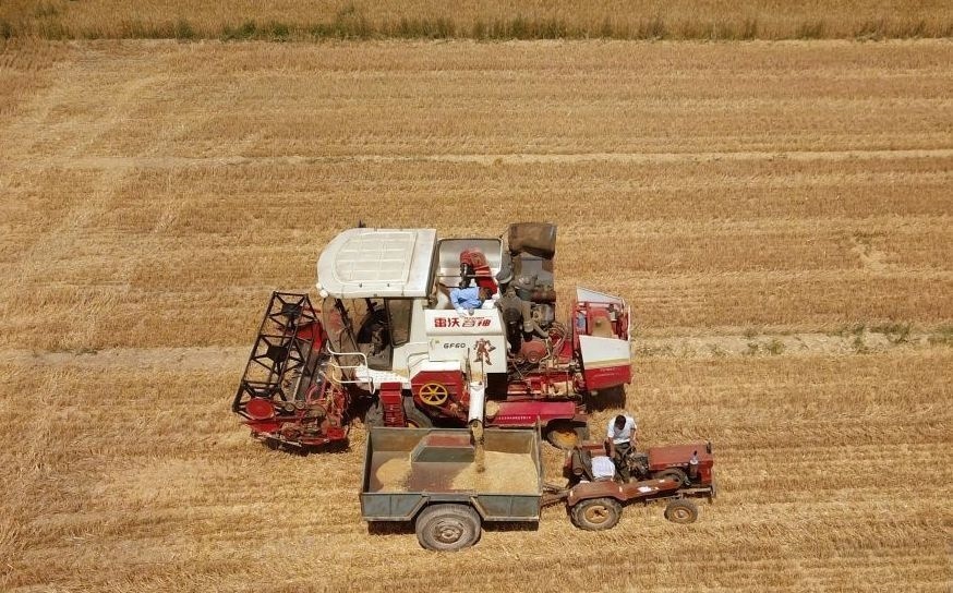 2023年6月14日，在山東省臨邑縣林子鎮(zhèn)，聯(lián)合收割機(jī)在收獲小麥。