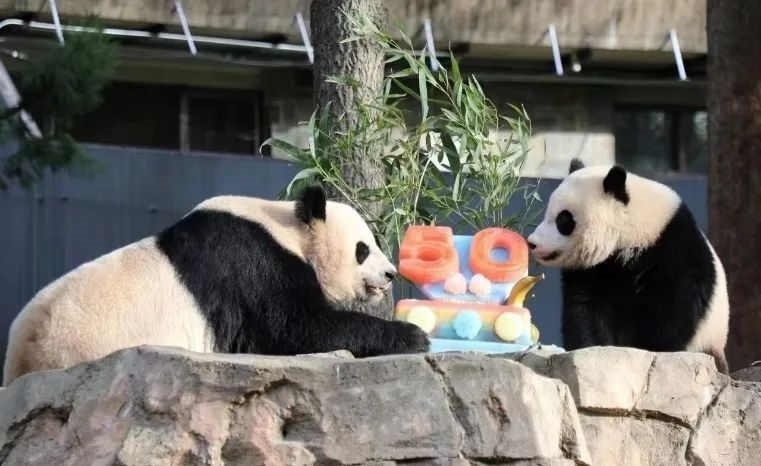 2022年，美國國家動物園舉辦活動慶祝大熊貓抵美50周年，園方為大熊貓“美香”“添添”和“小奇跡”一家三口準備了有“50”字樣的冰凍水果蛋糕。（圖片來源：雅安市廣播電視臺）