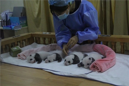 成都大熊貓繁育研究基地成立于1987年，先后攻克了大熊貓人工飼養(yǎng)與管理、繁殖與育幼、疾病防控與種群遺傳管理等關鍵技術(shù)難題，建成全球最大的大熊貓人工繁育遷地保護種群，數(shù)量達230余只。（圖片來源：成都大熊貓繁育研究基地網(wǎng)站）