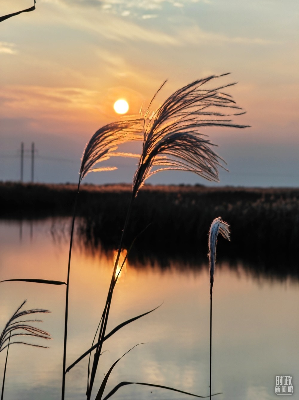 2021年10月，習近平赴山東東營考察黃河入海口。黃河三角洲濕地，蘆葦飄蕩。（總臺央視記者彭漢明拍攝）