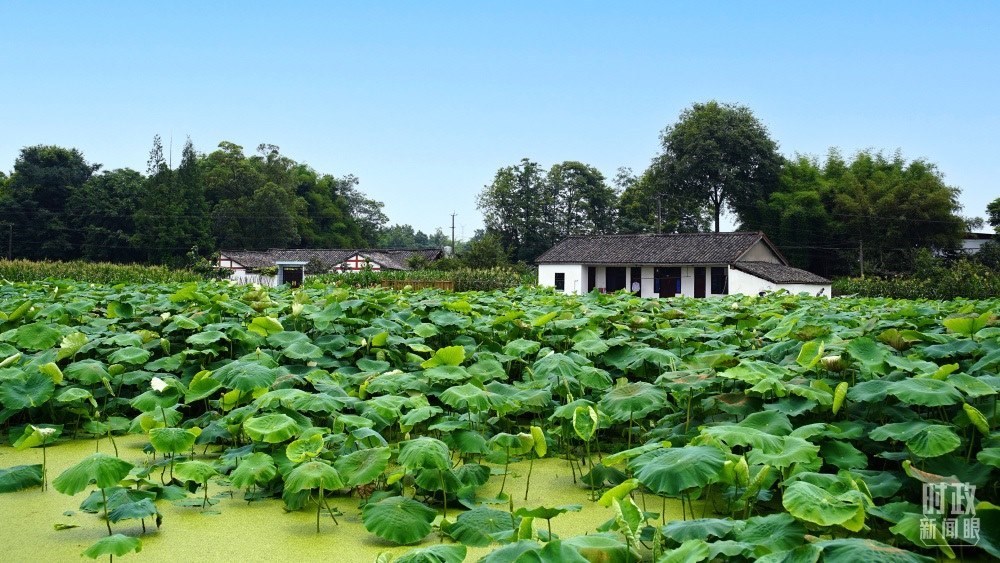 四川眉山，永豐村荷塘。2022年6月，習近平曾到此調(diào)研鄉(xiāng)村振興情況。（總臺央廣記者潘毅拍攝）