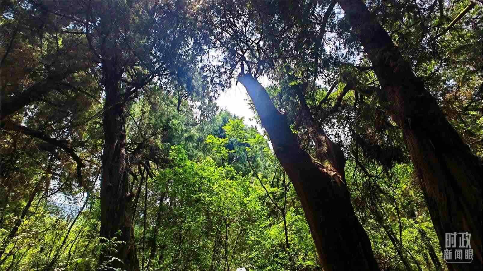 △翠云廊內(nèi)，古柏郁郁蔥蔥。（總臺(tái)央視記者程鋮拍攝）