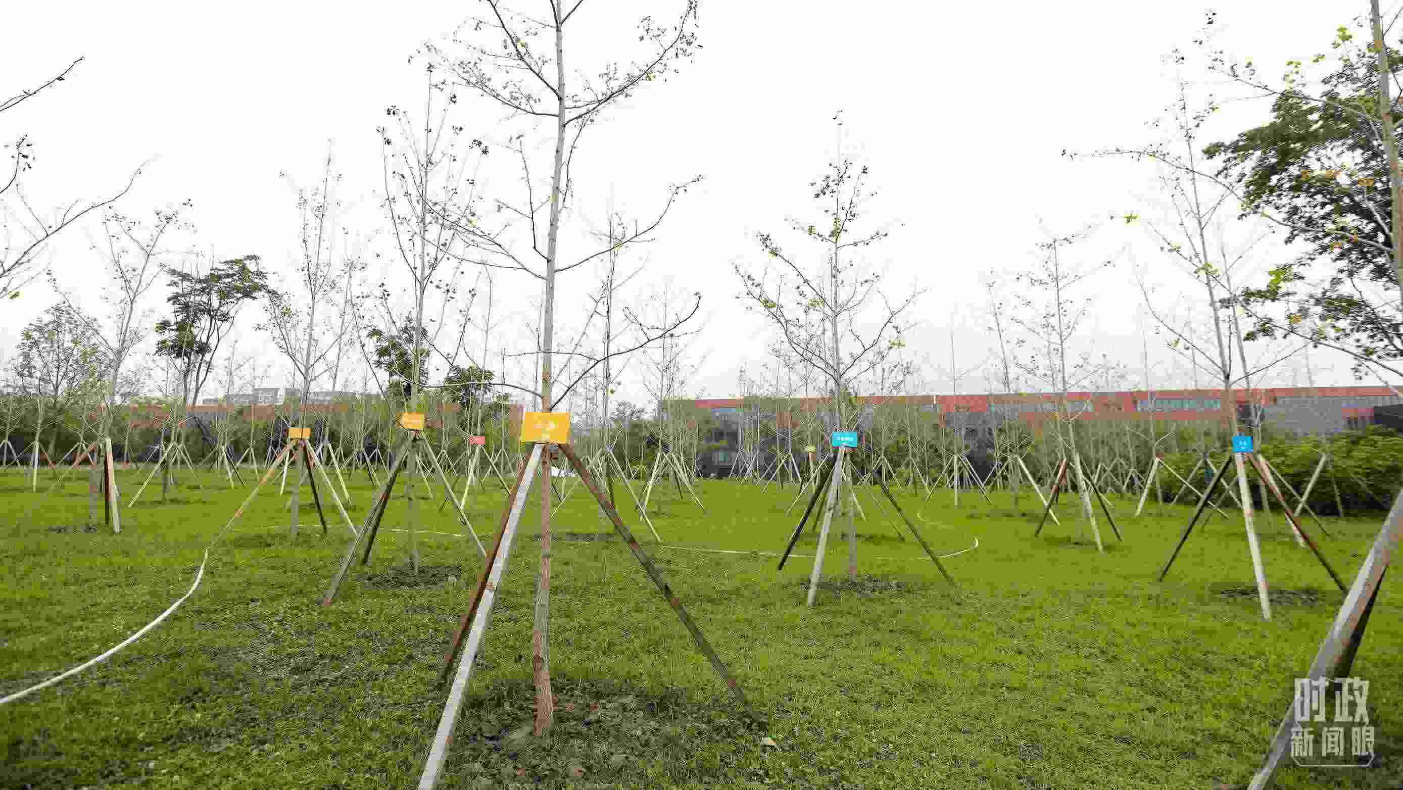 成都大運(yùn)村內(nèi)專門種植了友誼林，各國(guó)代表團(tuán)都可認(rèn)領(lǐng)。