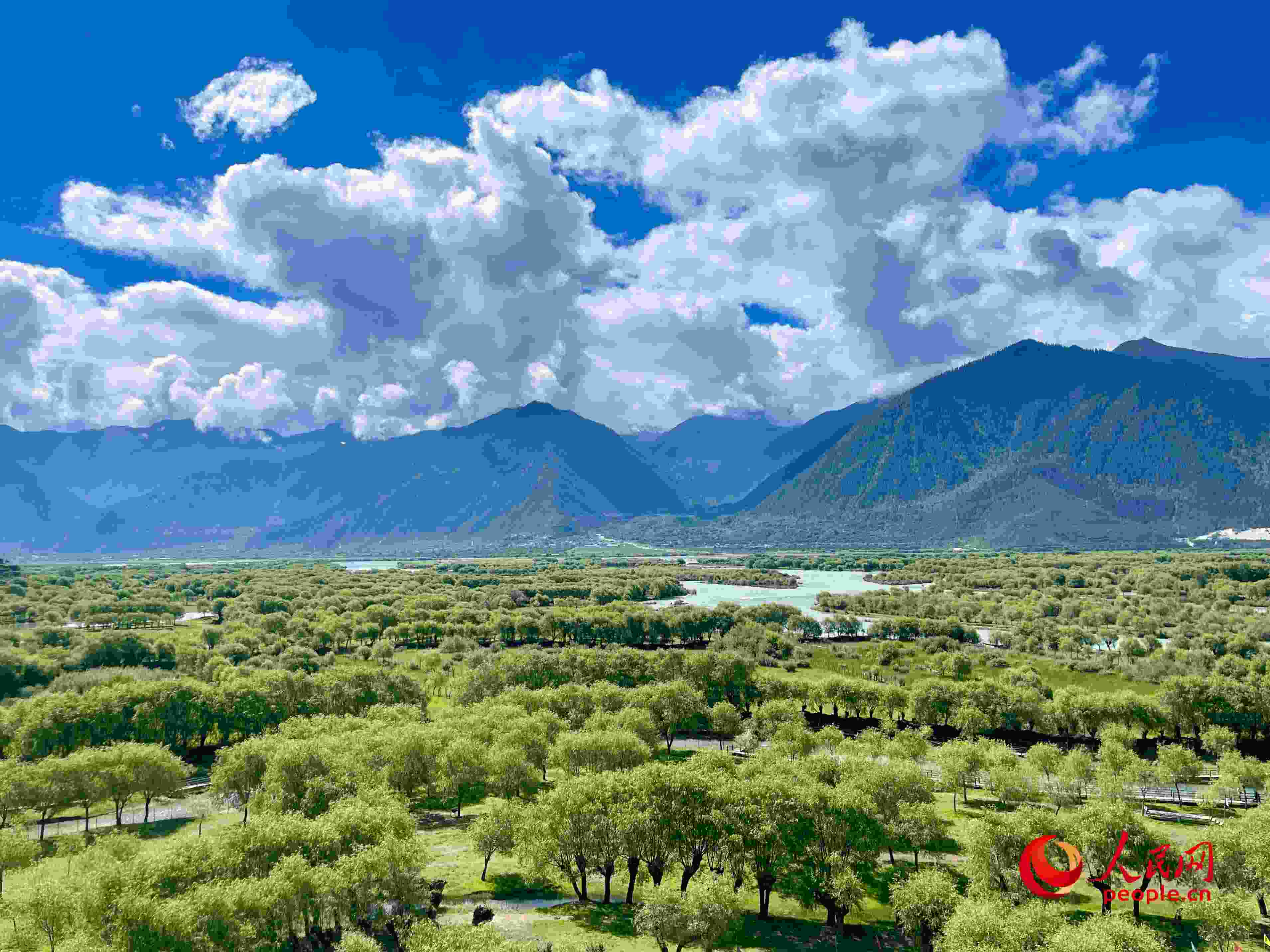 夏日的雅尼國(guó)家濕地公園生機(jī)盎然，如詩(shī)如畫(huà)。人民網(wǎng) 周靜圓攝