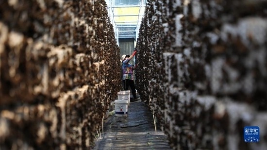 7月29日，在卓尼縣納浪鎮(zhèn)納浪村黑木耳種植基地，農(nóng)戶在采摘黑木耳。