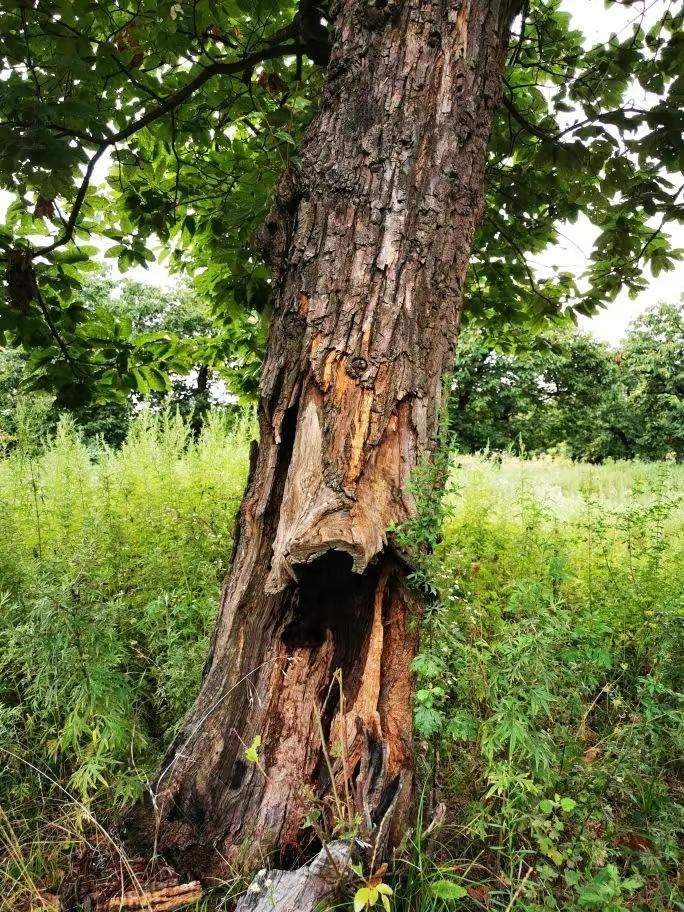 圖為2021年10月拍攝的秦嶺北麓百年板栗古樹遭破壞情況。人民網(wǎng)記者 吳超攝