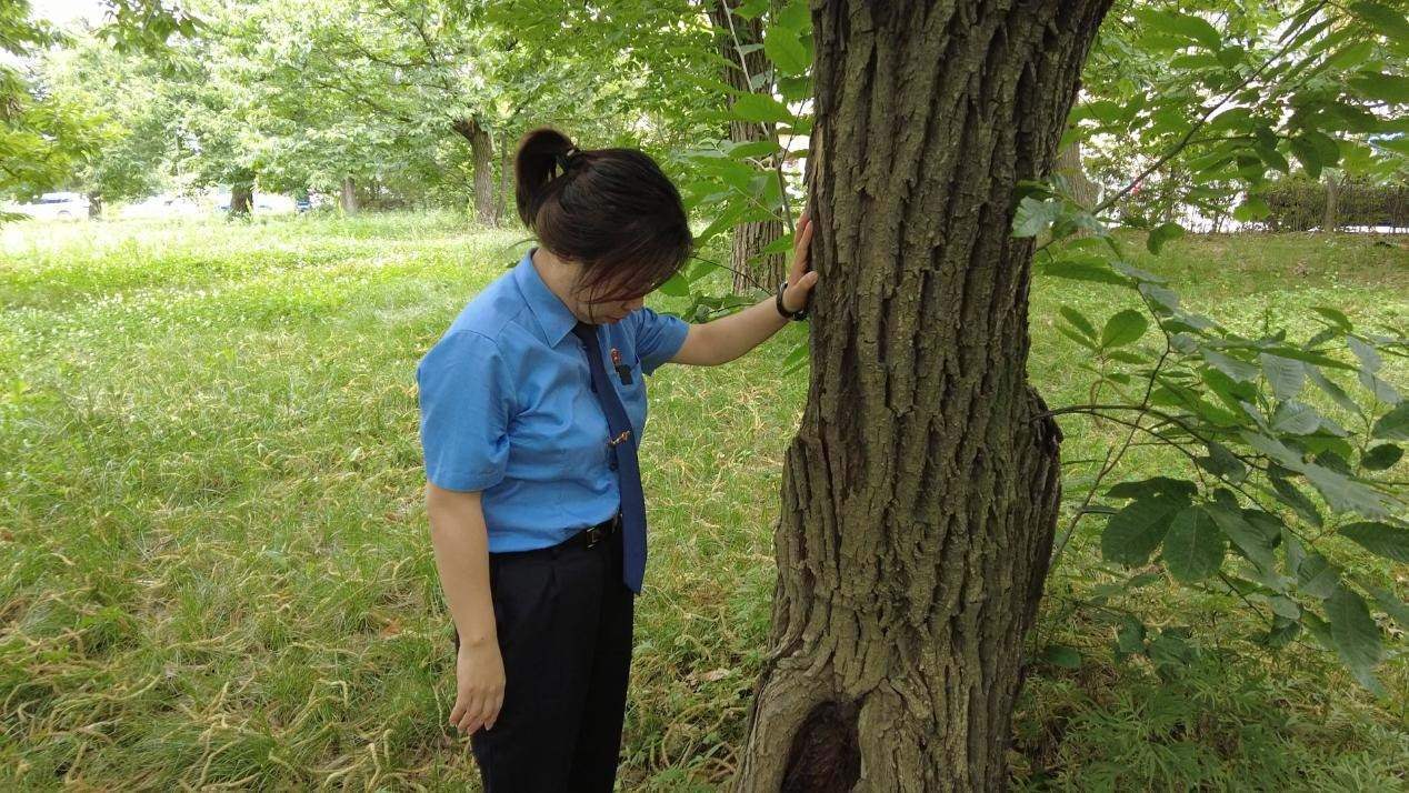 惠琳琳仔細查看古樹生長近況。人民網(wǎng) 黨童攝