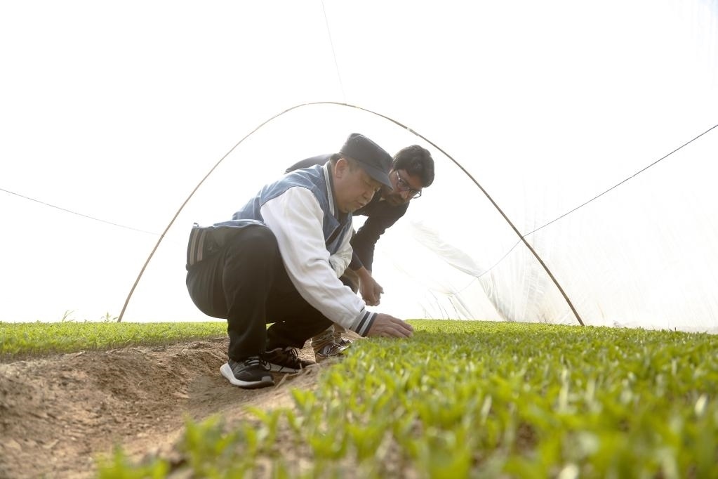 巴基斯坦旁遮普省木爾坦的中巴辣椒訂單種植項(xiàng)目辣椒育苗大棚內(nèi)，中國(guó)農(nóng)業(yè)專(zhuān)家?guī)ьI(lǐng)巴基斯坦技術(shù)員查看辣椒秧苗生長(zhǎng)情況。