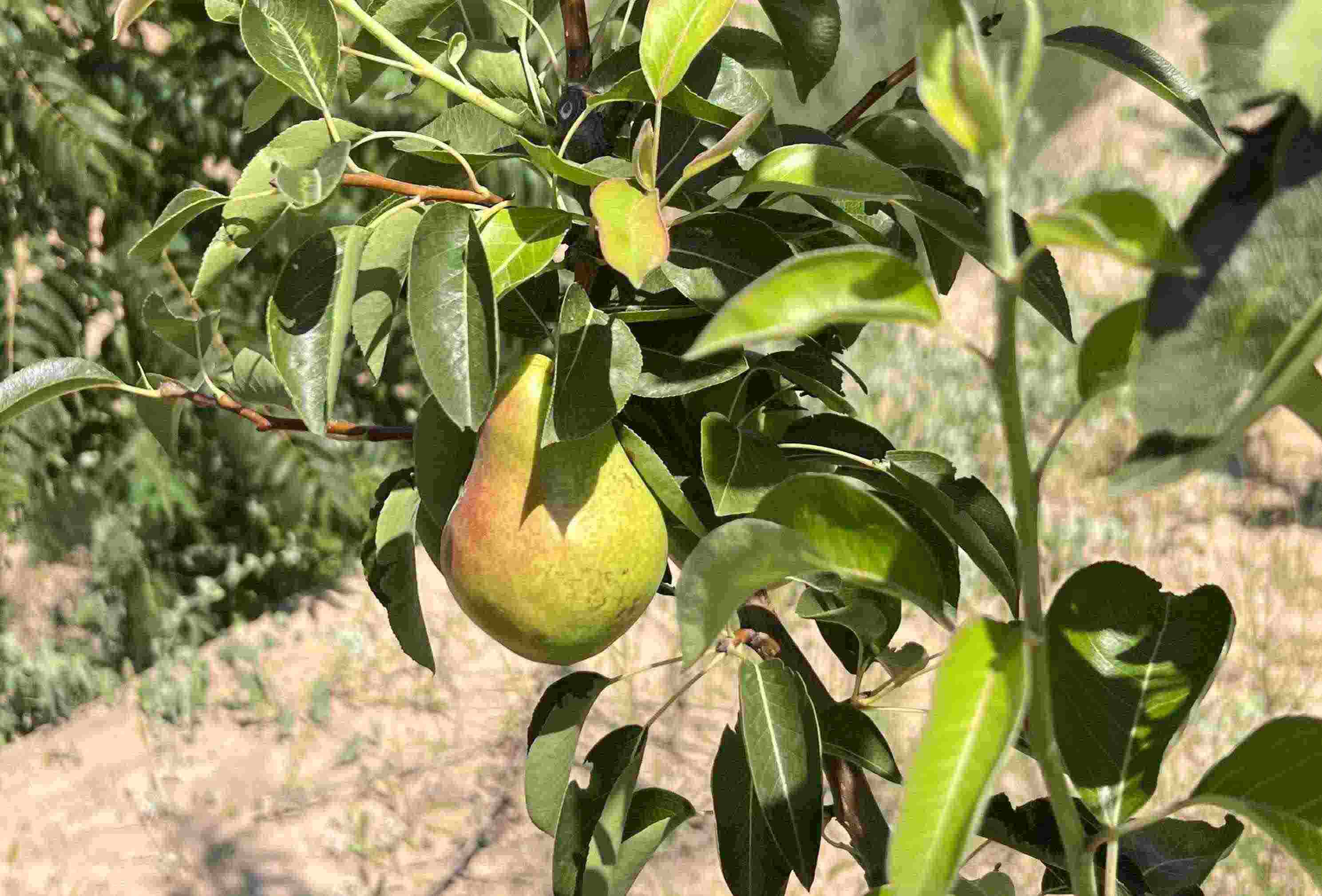 青梨基地果樹(shù)上的幼果。人民網(wǎng)記者 王連香攝